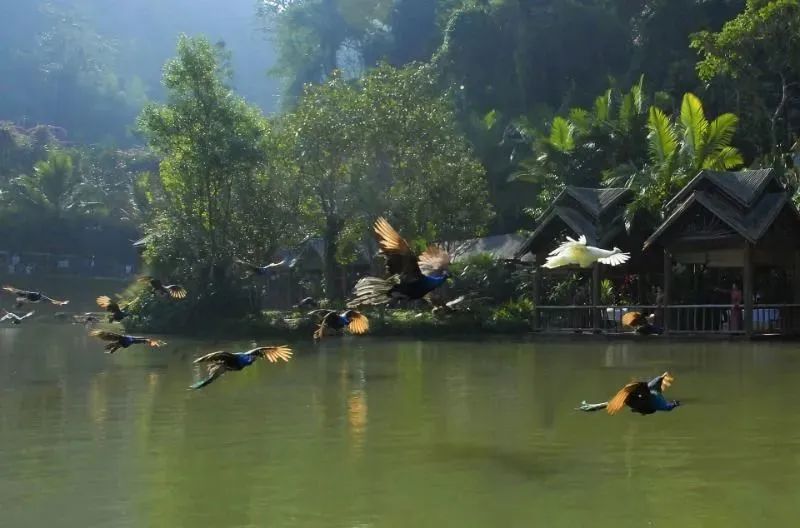 西雙版納旅行社