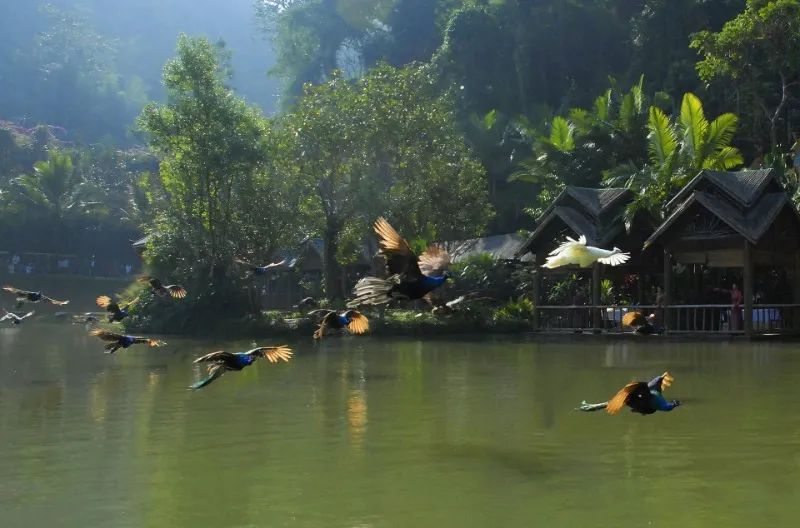 西雙版納旅游
