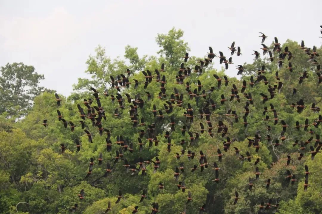 西雙版納旅游